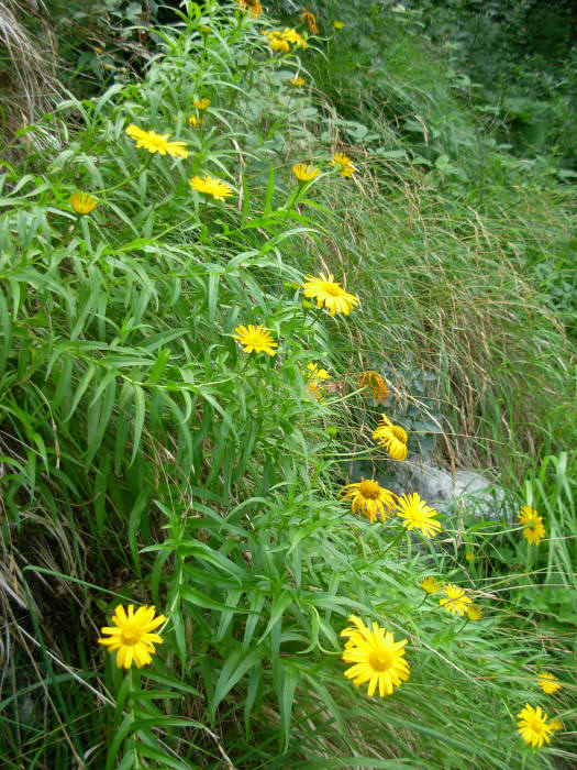 Buphthalmum salicifolium subsp. flexile / Asteroide salicina flessuosa